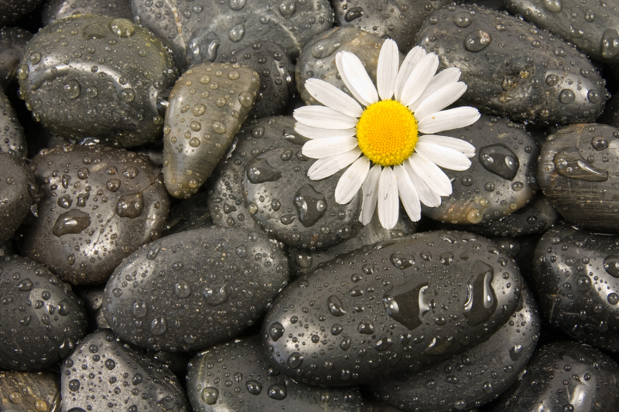 Flower growing from wet rocks